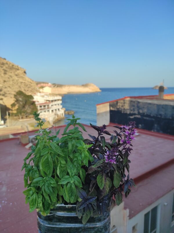 Albahaca Aromática cajita regalo - Imagen 4