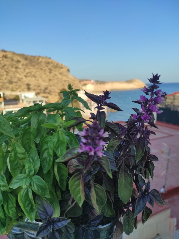 Albahaca Aromática cajita regalo - Imagen 5
