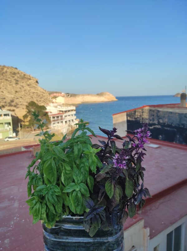 Albahaca Aromática cajita regalo - Imagen 6