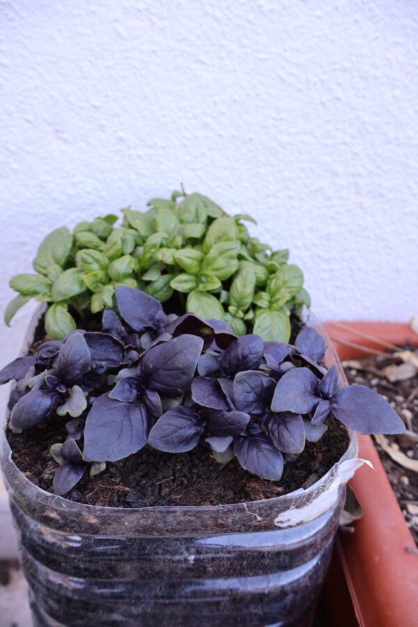 Albahaca Aromática cajita regalo - Imagen 2