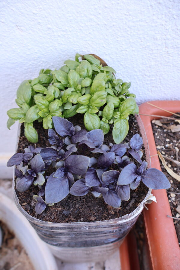 Albahaca Aromática cajita regalo