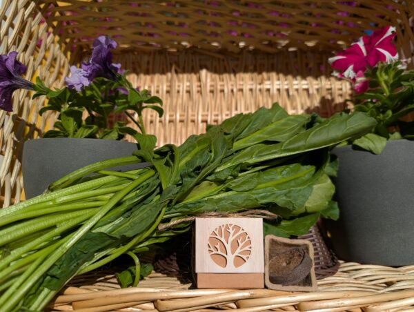Espinacas cajita regalar plantas