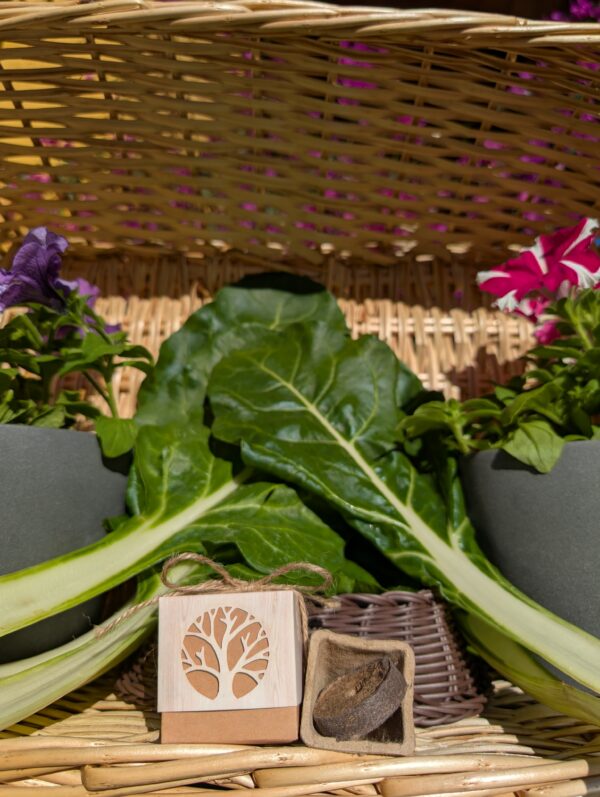Acelga cajita regalar plantas - Imagen 4