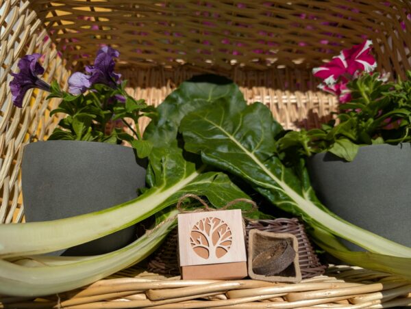 Acelga cajita regalar plantas - Imagen 2