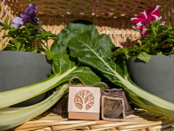 Acelga cajita regalar plantas