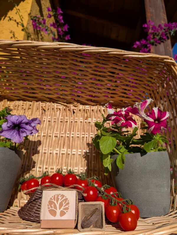 Tomate Cherri cajita regalar plantas - Imagen 2