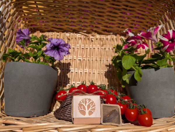 Tomate Cherri cajita regalar plantas