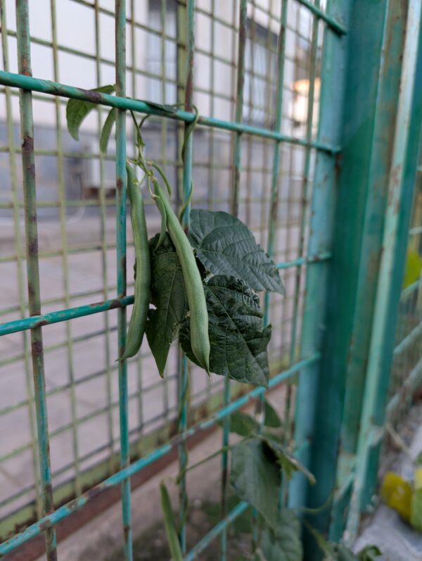 Judía trepadora cajita regala plantas - Imagen 3