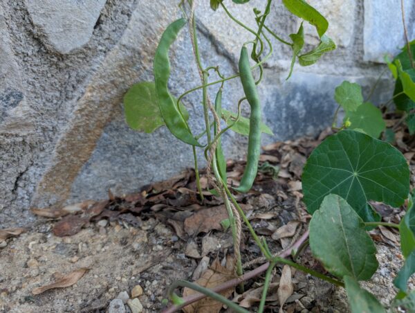 Judía trepadora cajita regala plantas - Imagen 5