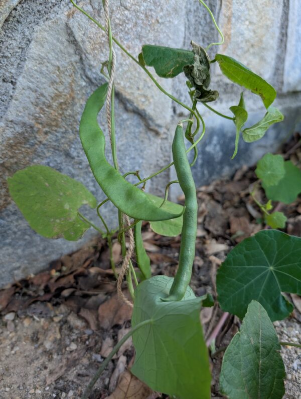 Judía trepadora cajita regala plantas - Imagen 4