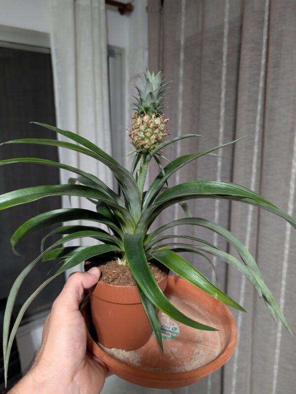 Piña exótica cajita regalo